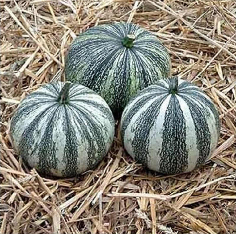 Squash Seeds 25 Seeds Silver Edge Winter Squash