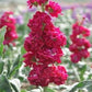 100 Seeds Stock Crimson (Matthiola Ten Week Crimson) Flower Seeds