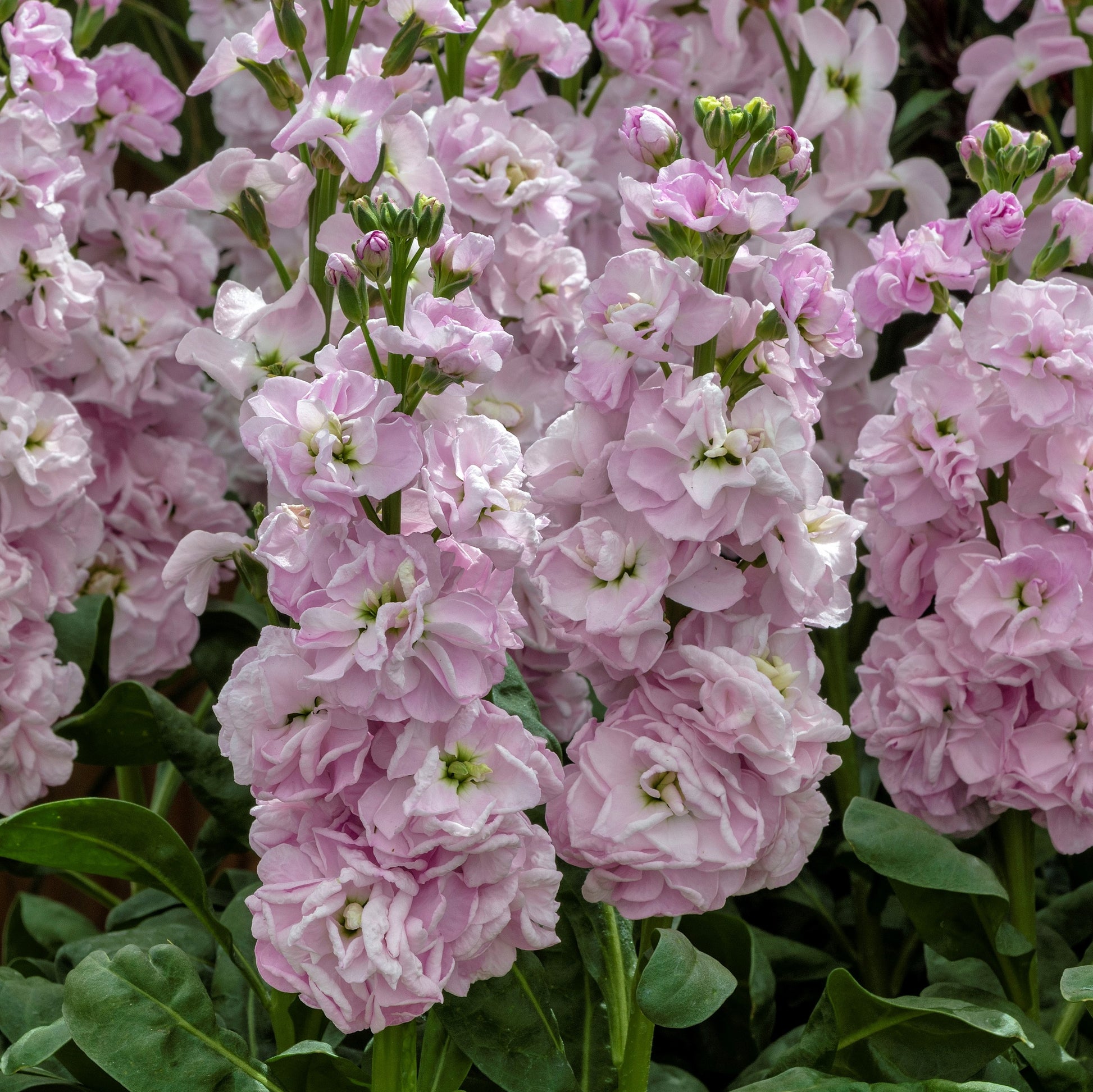 50 Stock Seeds Mime Light Pink Annual Flower Seed