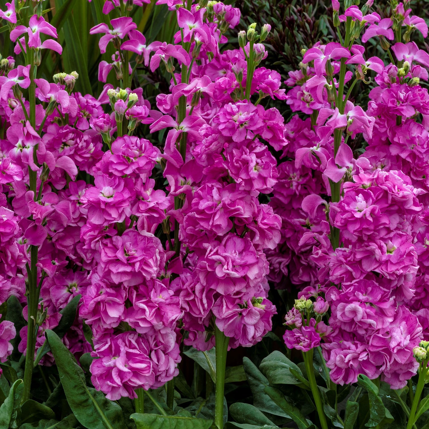 50 Stock Seeds Mime Pink Annual Flower Seed