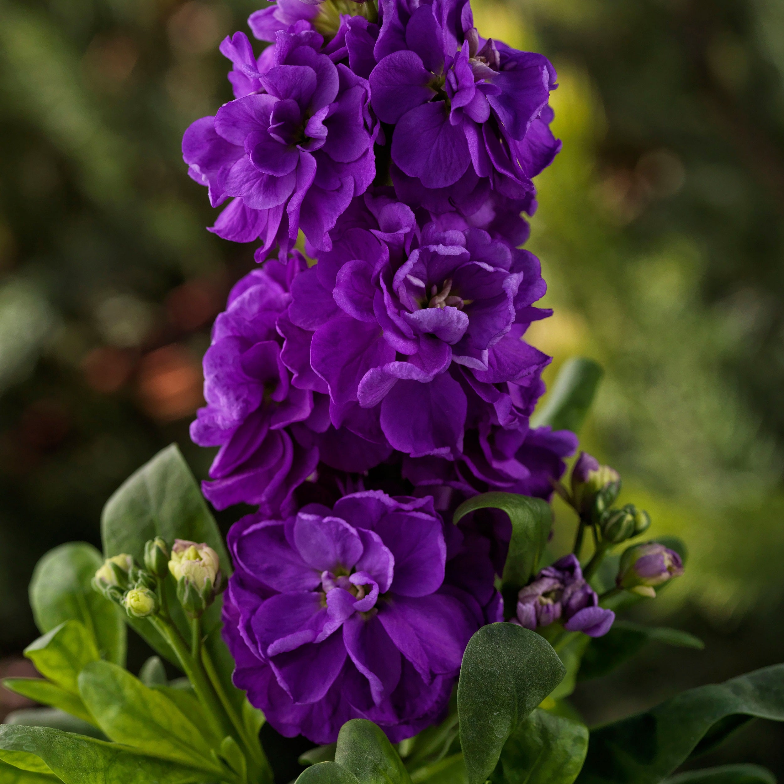 Matthiola Incana Purple