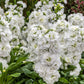 50 Stock Seeds Mime White Cut Flower F1 Variety