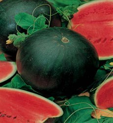 250 Sugar Baby Watermelon Seeds Bulk Watermelon Seeds