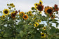 Indian Blanket Dwarf Sunflower Seeds 100 Helianthus Seeds