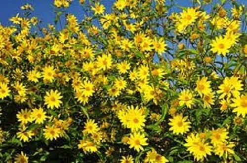 500 Sunflower Seeds Maximilian Helianthus Seeds