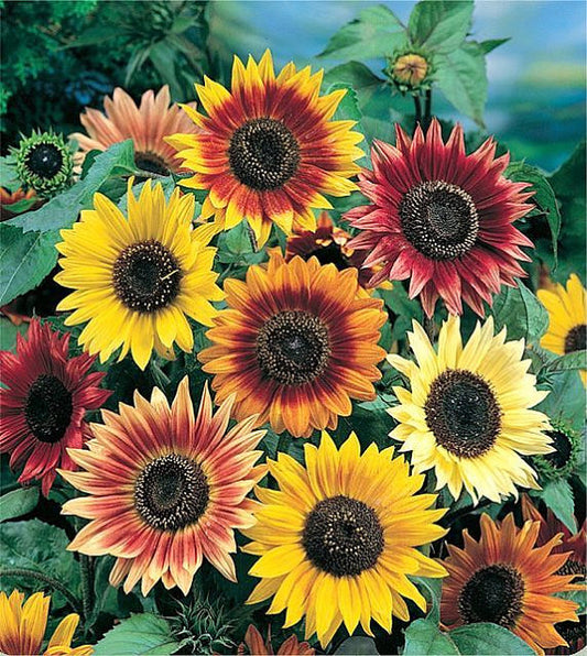 Sunflower Seeds Autumn Beauty Mix 50 thru 1,000 Helianthus Seeds