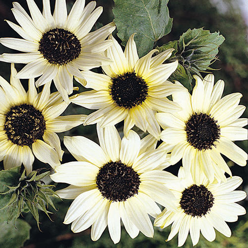 Italian White Sunflower Seeds 25 thru 250 Flower Seeds