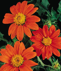 50 Sunflower Seeds Tithonia Speciosa Red Mexican Sunflower