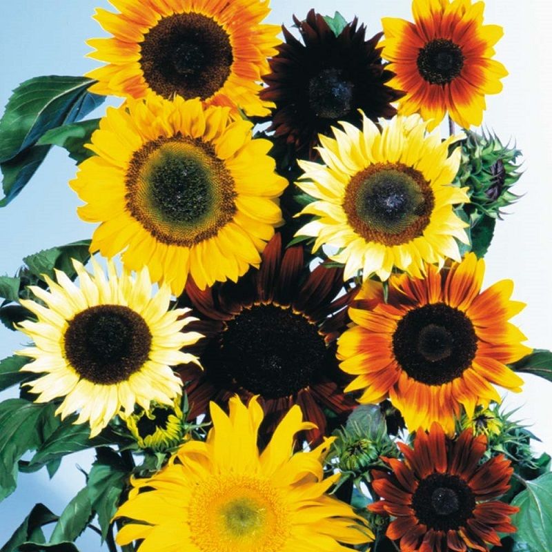 Sunflower Seeds All Sorts Mix 25 Helianthus Seeds