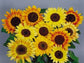 50 Sunflower Seeds Music Box Helianthus Seeds