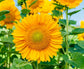 50 Helianthus Seeds Procut Lite Gold Sunflower Seeds