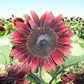 50 Helianthus Seeds Sunflower Seeds Procut Red