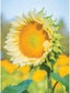 50 Helianthus Seeds Sunflower Seeds Procut Lite White