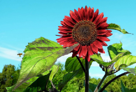 Sunflower Seeds Red Sun 25 thru 300 Bulk Helianthus Seeds