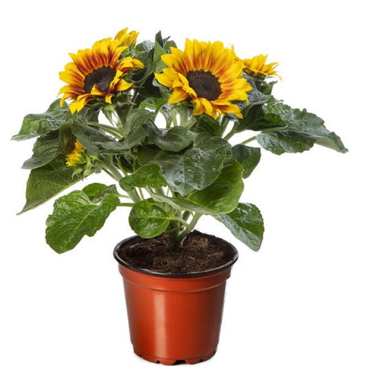 Sunflower Seeds Helianthus Solsation® Flame 25 Flower Seeds