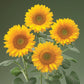 50 Sunflower Seeds Helianthus Sunrich Gold Cut Flower Seeds