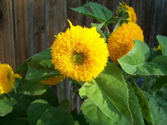 Sunflower Seeds 25 thru 250 Sunflower Dwarf Sungold Helianthus Seeds