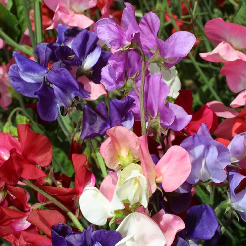 Sweet Pea Seeds Sweet Pea Incense Mix 50 Seeds