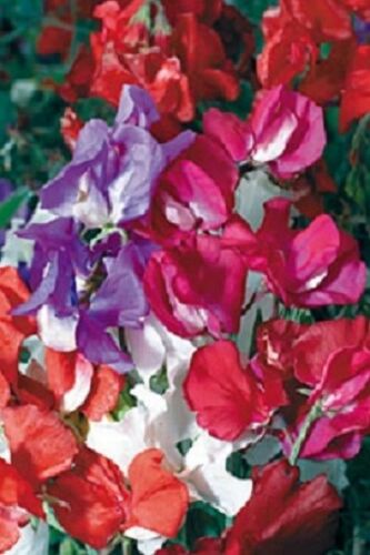 50 Sweet Pea Knee Hi Mix Seeds Sweet Pea Seeds