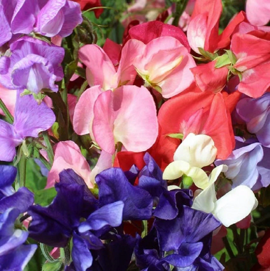 Sweet Pea Seeds 50 Sweet Pea Mammoth Mix