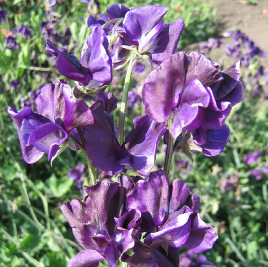 Sweet Pea Seeds 50 Sweet Pea Mammoth Navy Blue