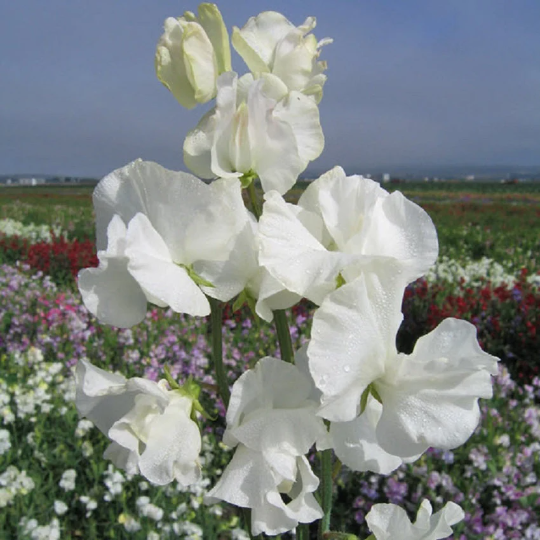 Sweet Pea Seeds 50 Sweet Pea Mammoth White Seeds