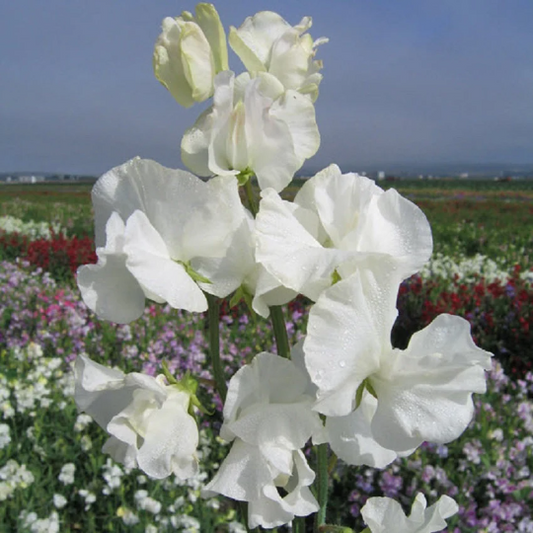 Sweet Pea Seeds 50 Sweet Pea Mammoth White Seeds