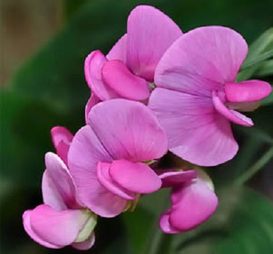 50 Sweet Pea Seeds Winter Elegance Pink Pearl