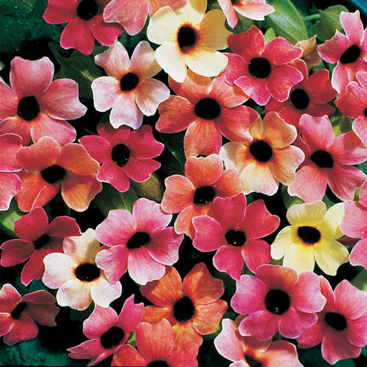 Black Eyed Susan Vine Thunbergia Seeds Blushing Susie 15 thru 100 Seeds