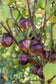 Vegetable Seeds Tomatillo Seeds Really Purple 50 Garden Seed