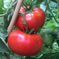 Delicious Tomato Seeds 25 Indeterminate Tomato Seeds