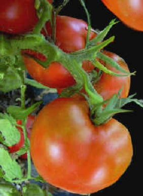 100 Tomato Seeds Arkansas Traveler Heirloom tomato