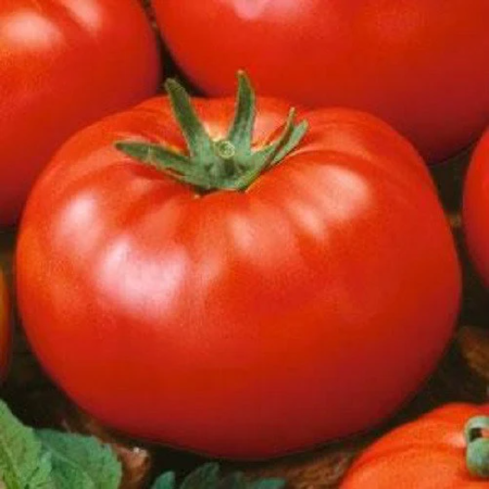 500 Beefsteak Tomato Seeds Vegetable Seeds