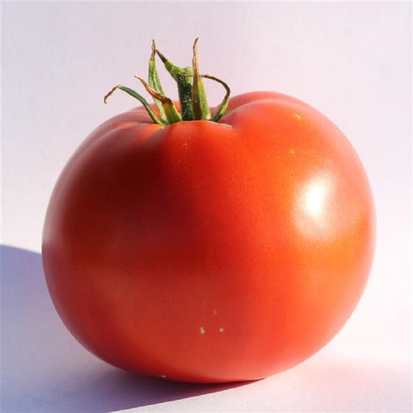 Tomato Seeds Big Beef Plus 25 Seeds Beefsteak Tomato