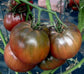 100 Tomato Seeds Black Russian Tomato Heirloom Tomato Seeds