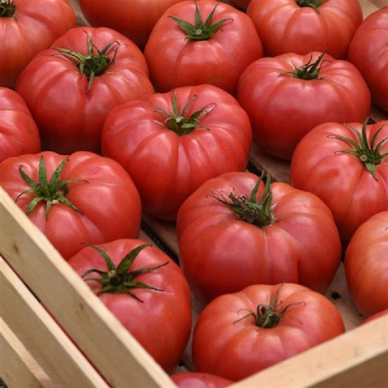 Tomato Blushing Star 25 Tomato Seeds Beefsteak Tomato