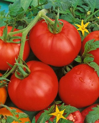 Tomato Bonny Best 100 Heirloom Tomato Seeds