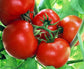 Tomato Seeds Box Car Willie 25 Heirloom Tomato Seeds