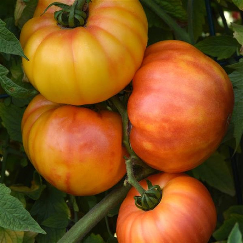 25 Buffalosun Tomato Seeds Garden Seeds