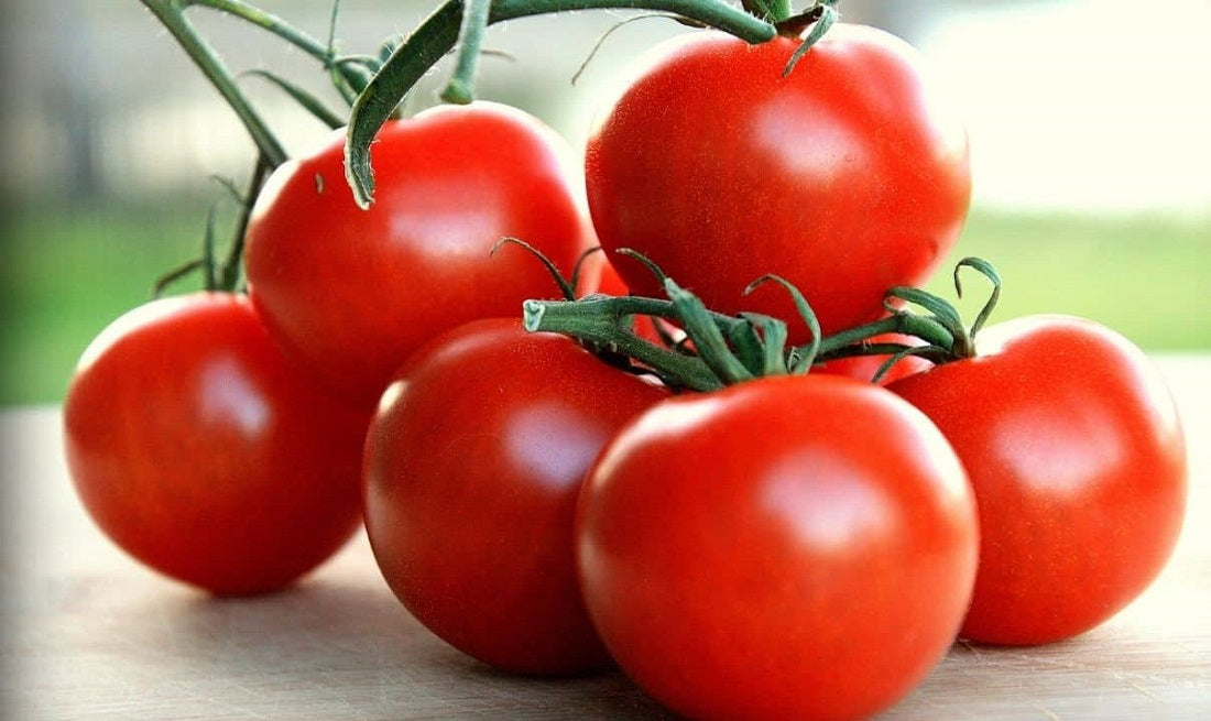 Campari Tomato Seeds 25 thru 100 Bulk Tomato Seeds