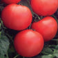 25 Tomato Seeds Tomato Bush Champion II Bush Tomato F1 Hybrid