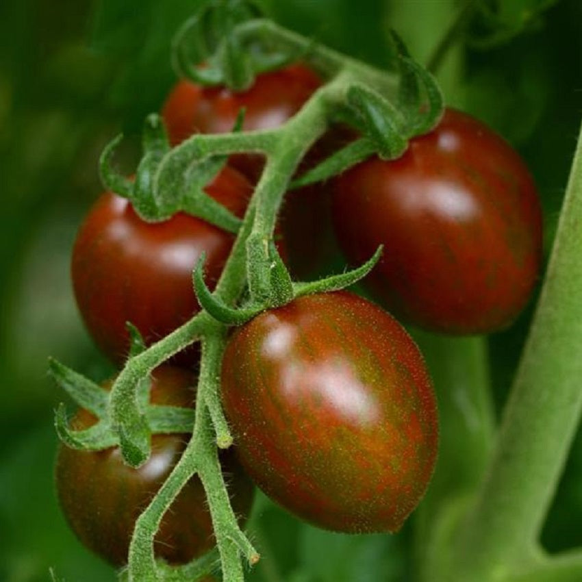 Tomato Chocolate Sprinkles 25 Tomato Seeds Cherry Tomato F1