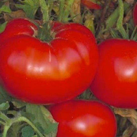 Tomato Seeds Delicious 25 thru 1,000 bulk tomato seeds