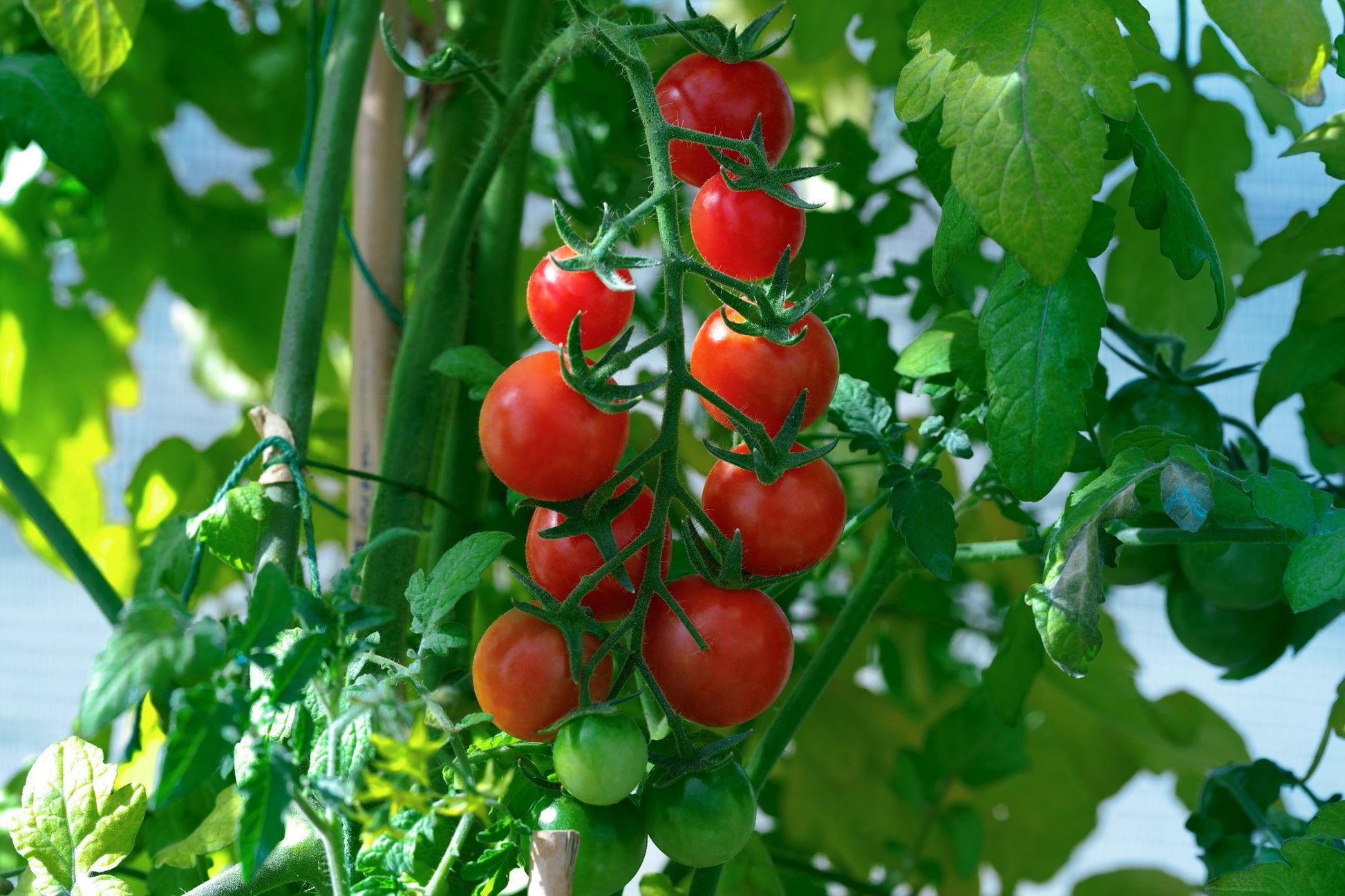 25 Tomato Seeds Tomato Ella Bella F1 Hybrid Cherry Tomato