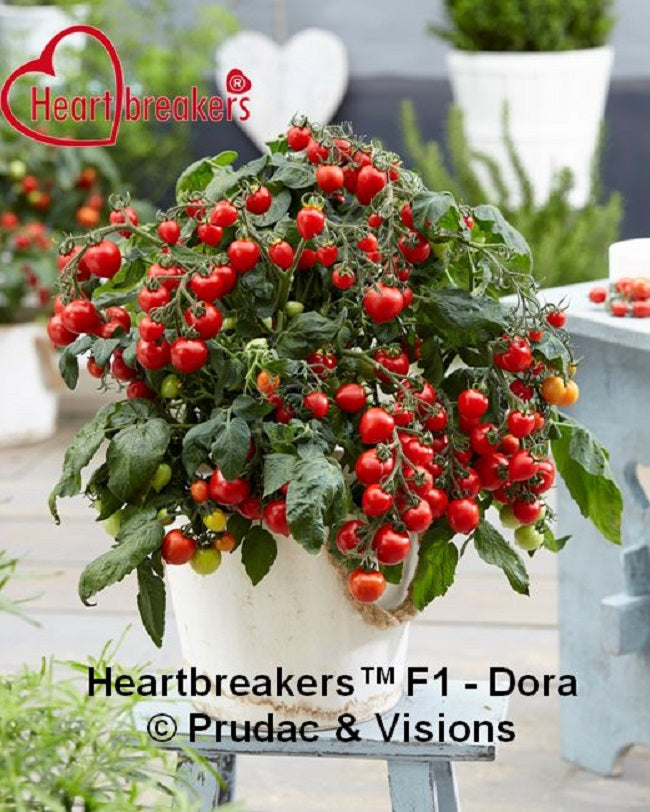 25 Tomato Seeds Heartbreakers™ Dora F1 Cherry Tomato Seeds