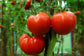 100 Tomato Seeds Tomato Heatmaster F1 Slicing Tomato Heavy Yields
