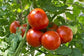 100 Tomato Seeds Tomato Heatmaster F1 Slicing Tomato Heavy Yields