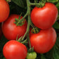 25 Homeslice Tomato Seeds Hybrid Tomato