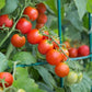 50 Tomato Seeds Husky Red Cherry Tomato F1 Hybrid Cherry Tomato