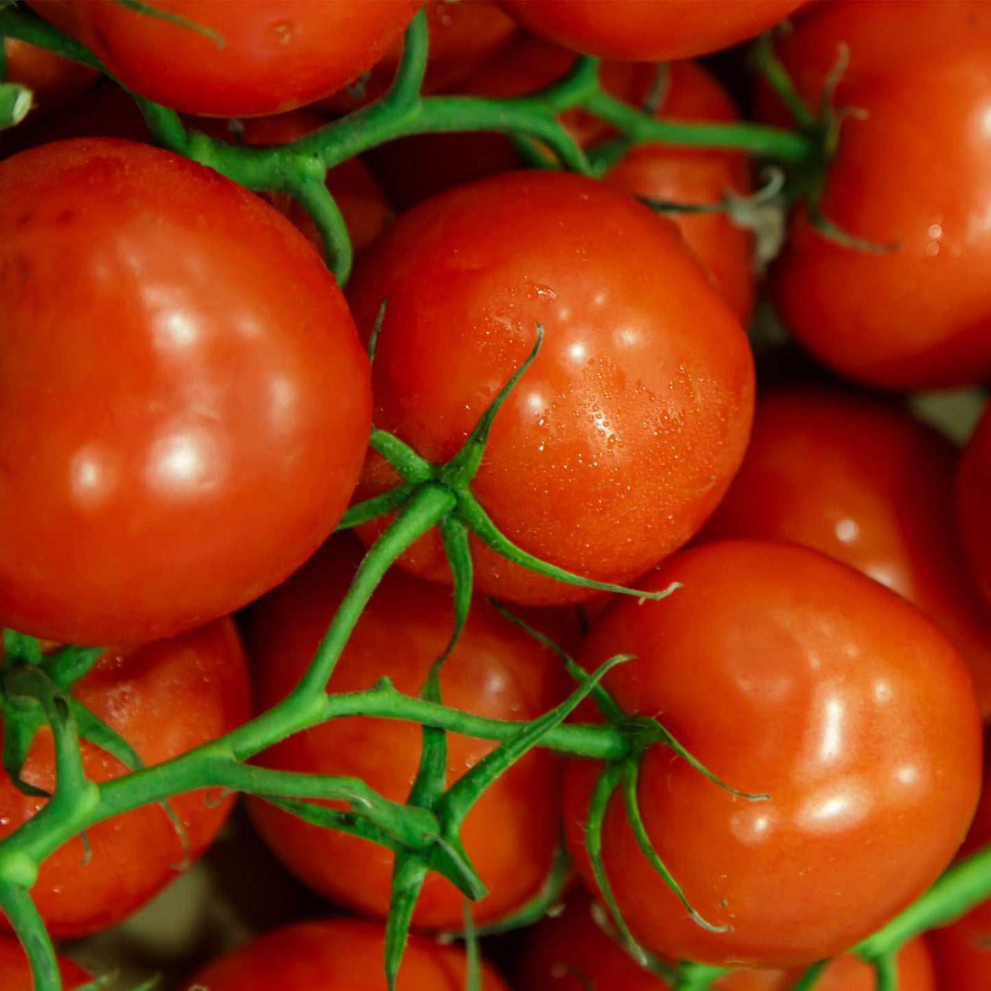 Tomato Jet Star F1 Seed 